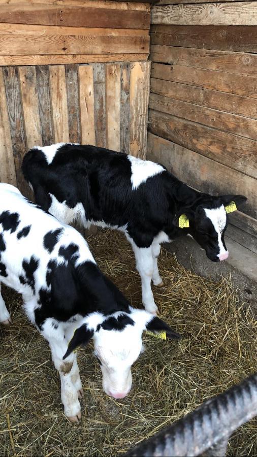 Nyerges Lovasudvar Cserepfalu Exteriör bild